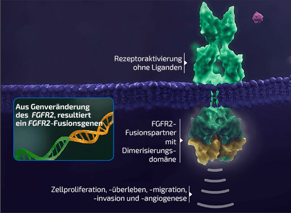 Abnormale FGFR2-Signalgebung