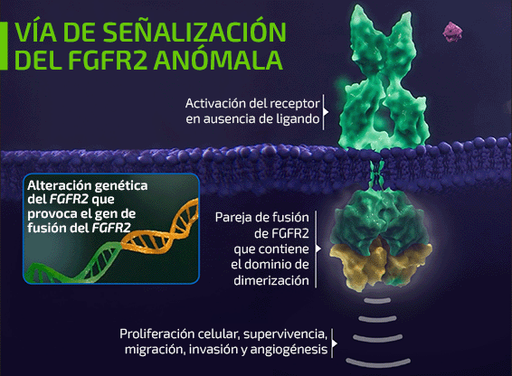 Abnormal FGFR2 Signalling Pathway