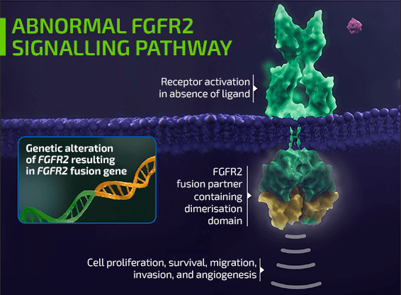 Abnormal FGFR2 Signalling Pathway