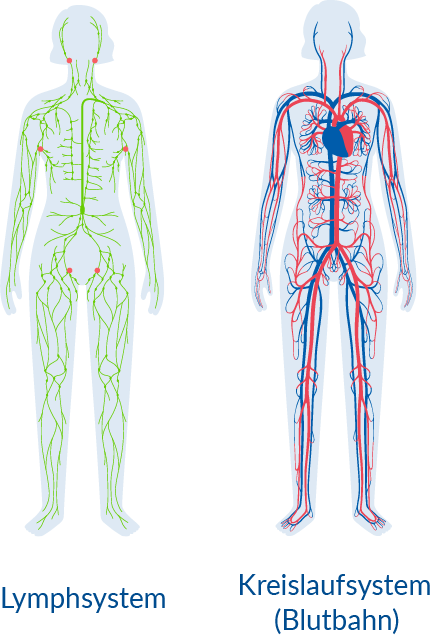 lymphatic system