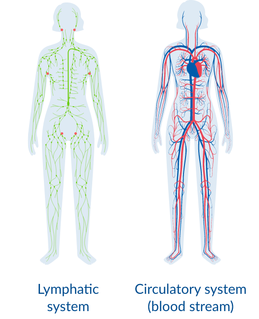 lymphatic system