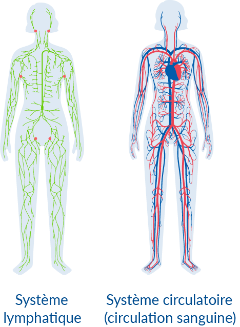 système lymphatique