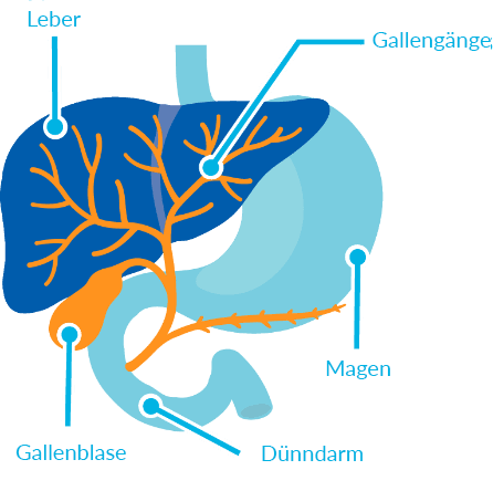 Diagram of stomach, intestine, gall bladder, liver and bile duct