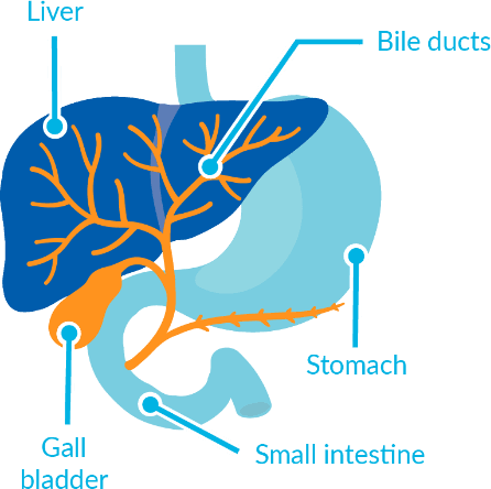 Diagram of stomach, intestine, gall bladder, liver and bile duct
